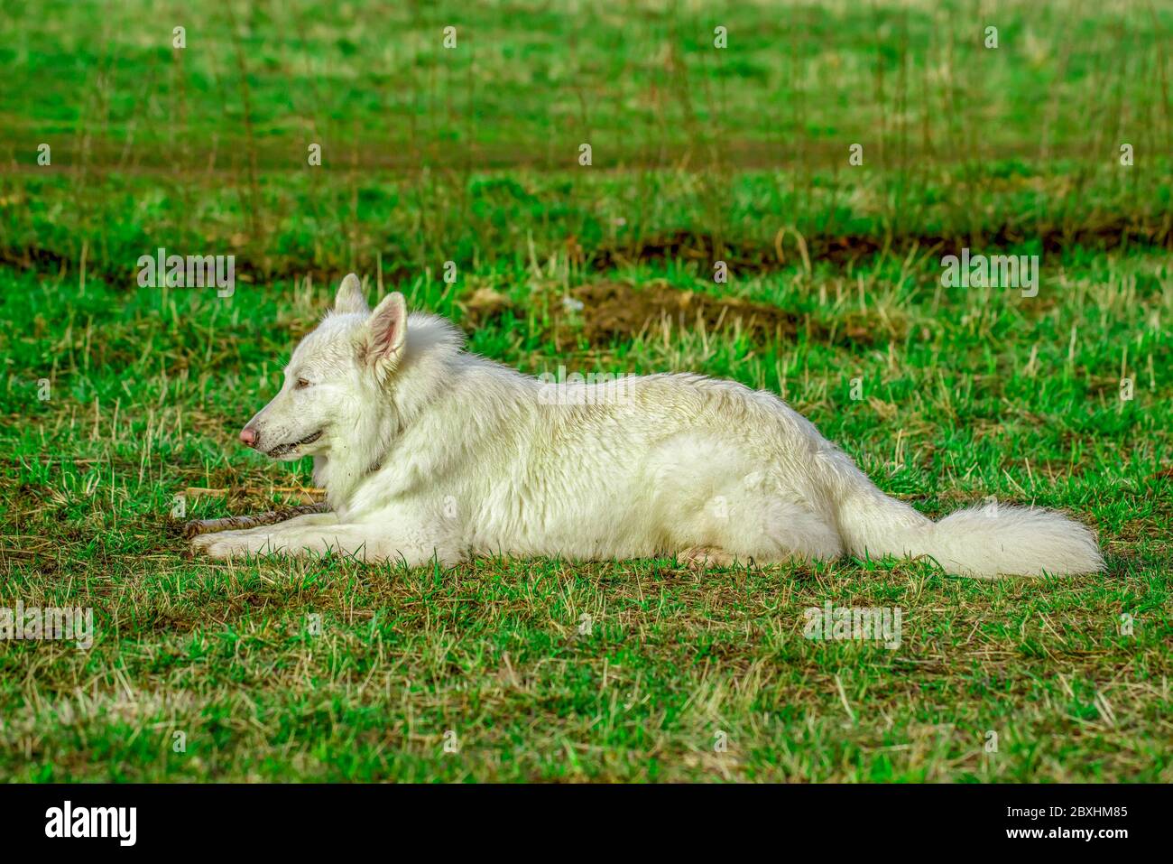 Portait oft ein weißer schweizer Schäferhund liegt auf einem Feld. Nahaufnahme eines Hundes, der im hohen Gras wartet. Stockfoto