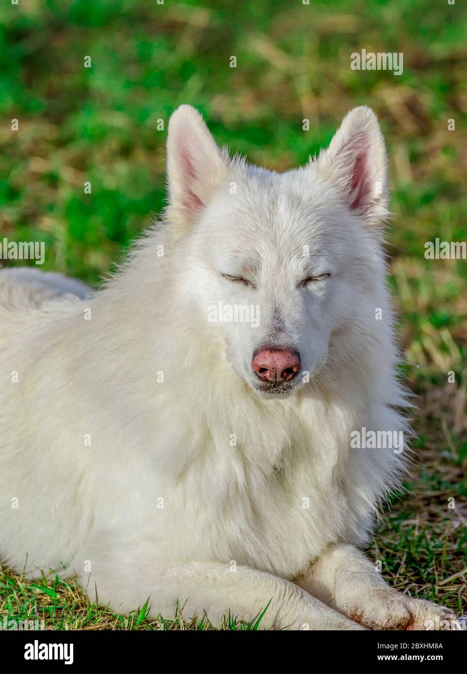 Schöner weißer schweizer Schäferhund, der von der Sonne schielt, liegt auf einer Wiese. Stockfoto