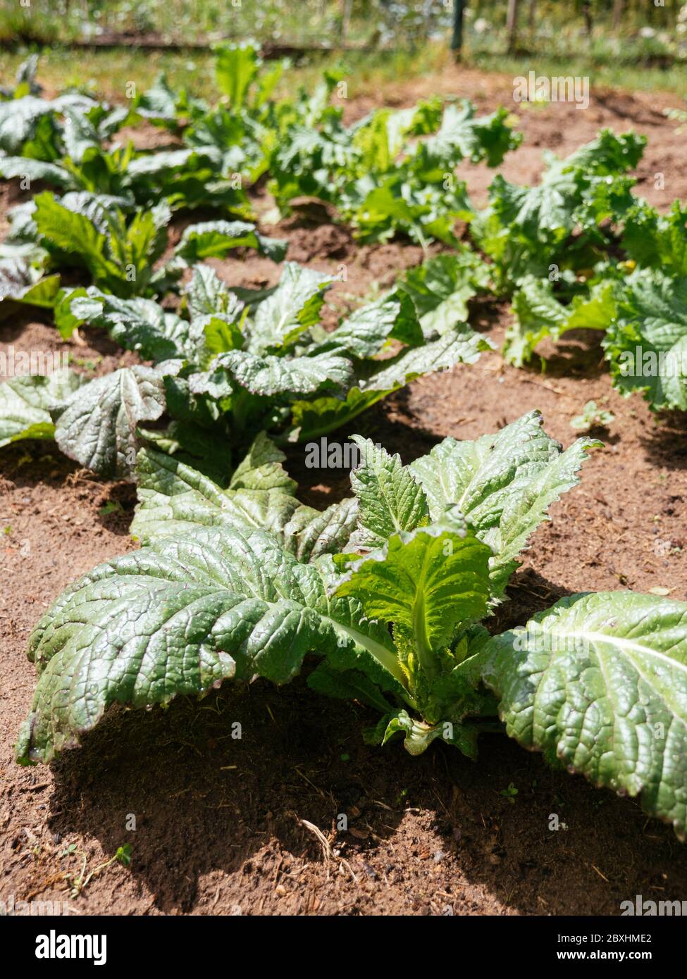 Riesige rote Senf Pflanzen in einem Gemüsegarten. Stockfoto