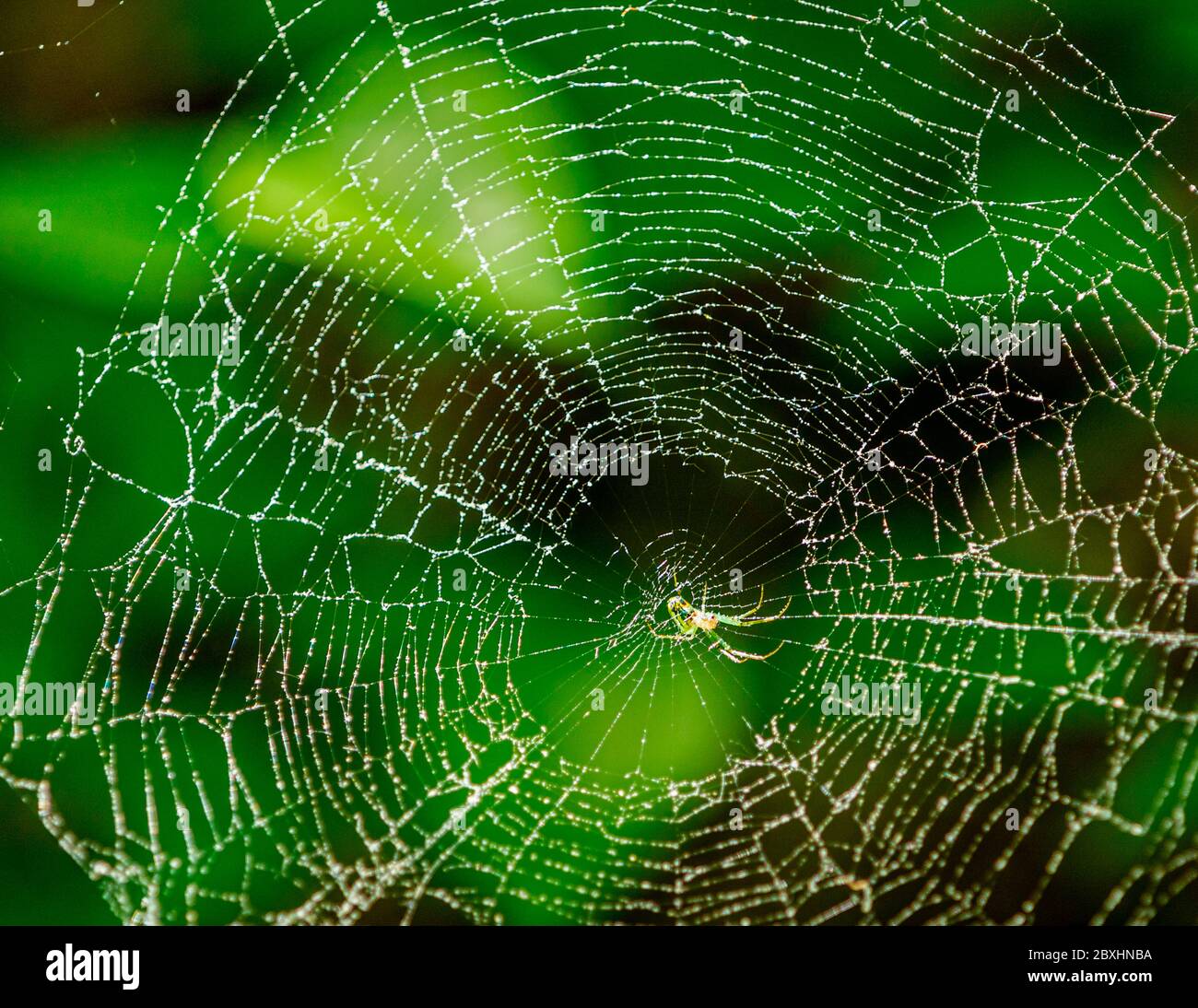 Nahaufnahme einer Spinne in ihrem Netz Stockfoto
