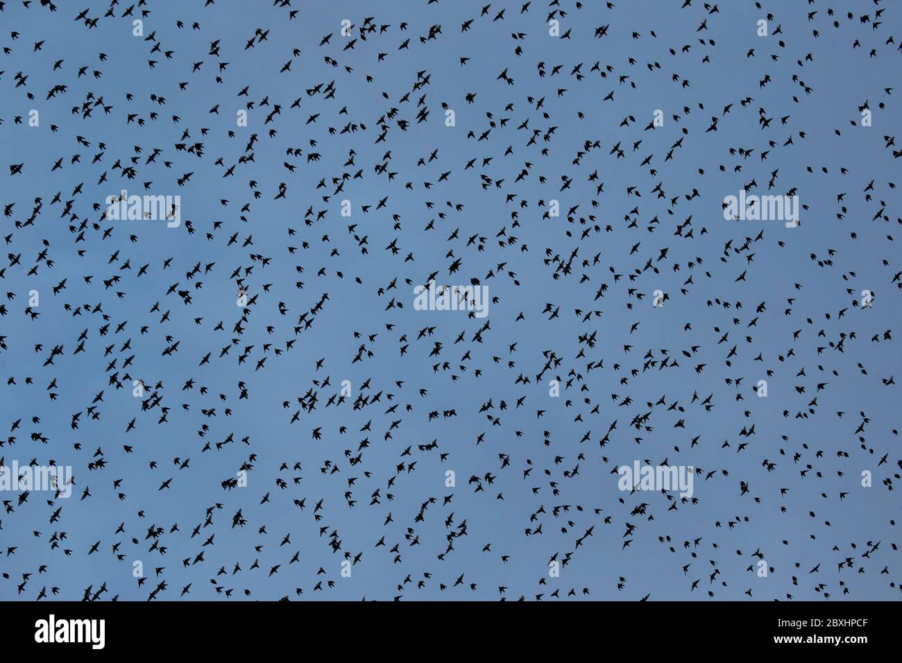 Eine Sternschnummerbildung (Sturnus vulgaris) am Himmel über dem Old Moor RSPB Reservat in der Nähe von Barnsley in South Yorkshire bei Sonnenuntergang Stockfoto