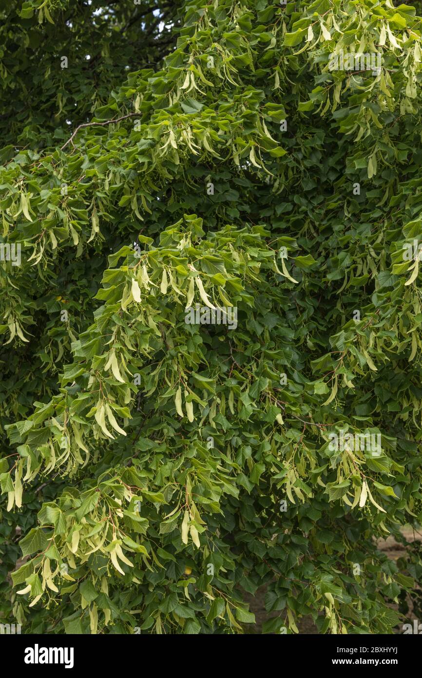 Blumen einer gemeinsamen Linde / Tilia Baum - Tilia europaea. Die süß riechenden Blumen wurden / werden verwendet, um Linden Tee (ein Kräutertee) zu machen. Stockfoto