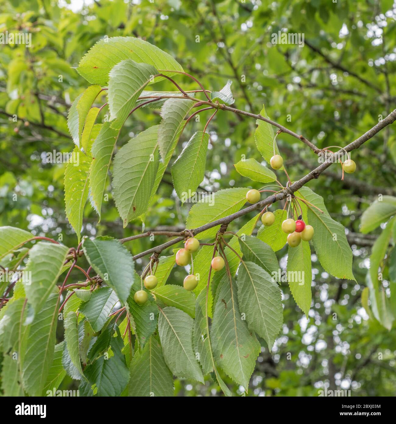 Die gezackten Blätter des Kirschbaums hängen herunter, mit den Büscheln der rinenenden Kirschen. Genaue Spezies unbekannt. Obstbau, gemeinsame Früchte Metapher. Stockfoto