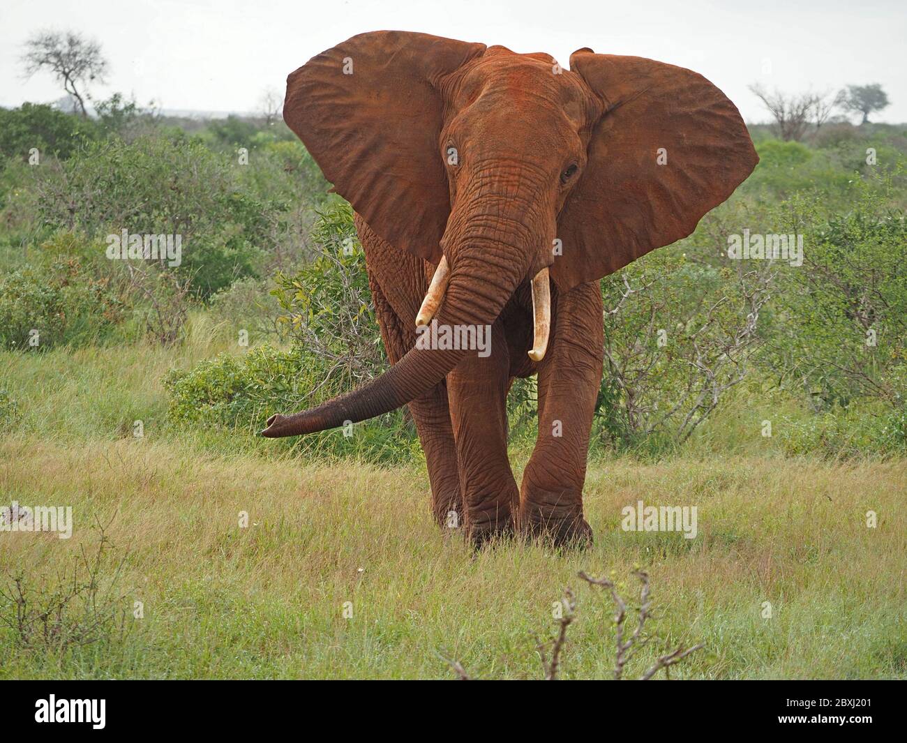 Großer Einzelbulle Afrikanischer Elefant (Loxodonta africana) winkender Rüssel und flatternde Ohren, um Irritationen im Tsavo East National Park, Kenia, Afrika zu signalisieren Stockfoto