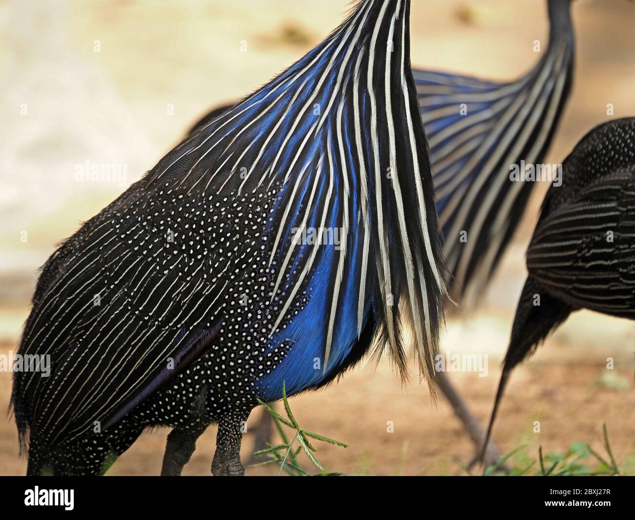Schillerndes Muster aus blauen schwarzen und silbernen Flecken und Streifen von Vulturine Guinea-Geflügel (Acryllium vulturinum) im Tsavo East National Park, Kenia, Afrika Stockfoto