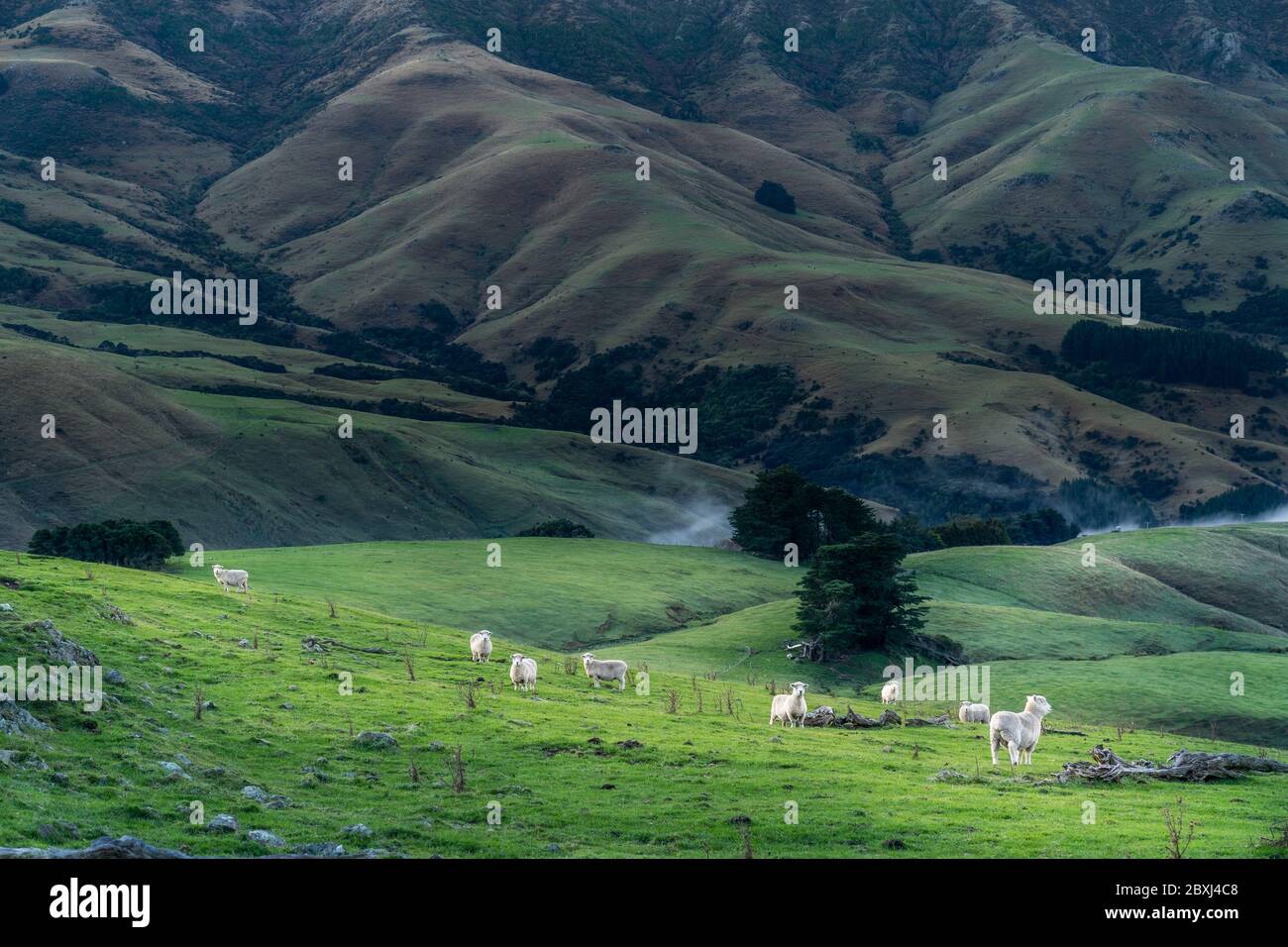 Die Schafe weiden auf der Spitze der Bank Peninsula, Canterbury, Neuseeland. Stockfoto