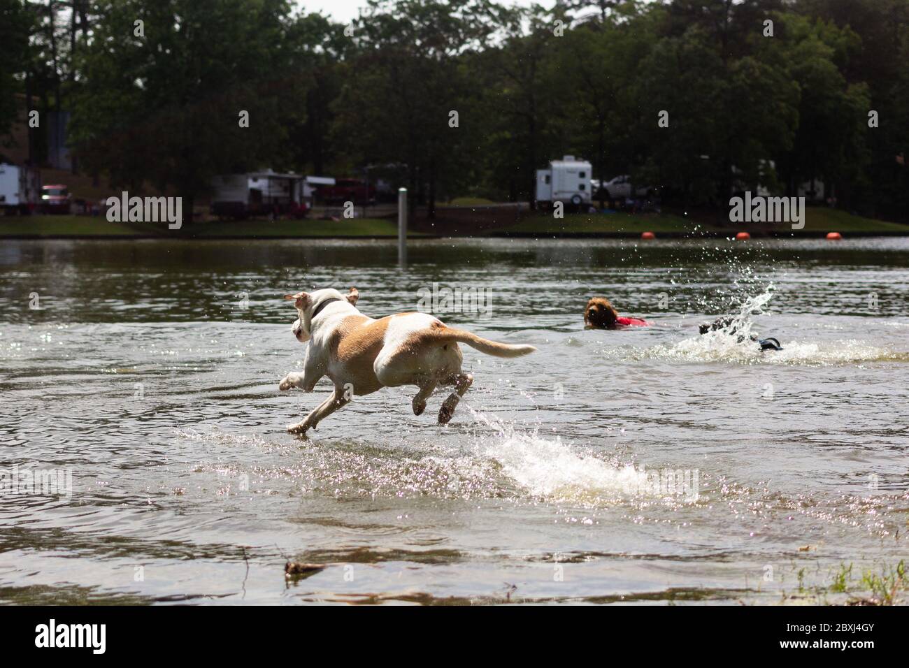 White Lab Springen in EINEN öffentlichen See im Sommer Stockfoto