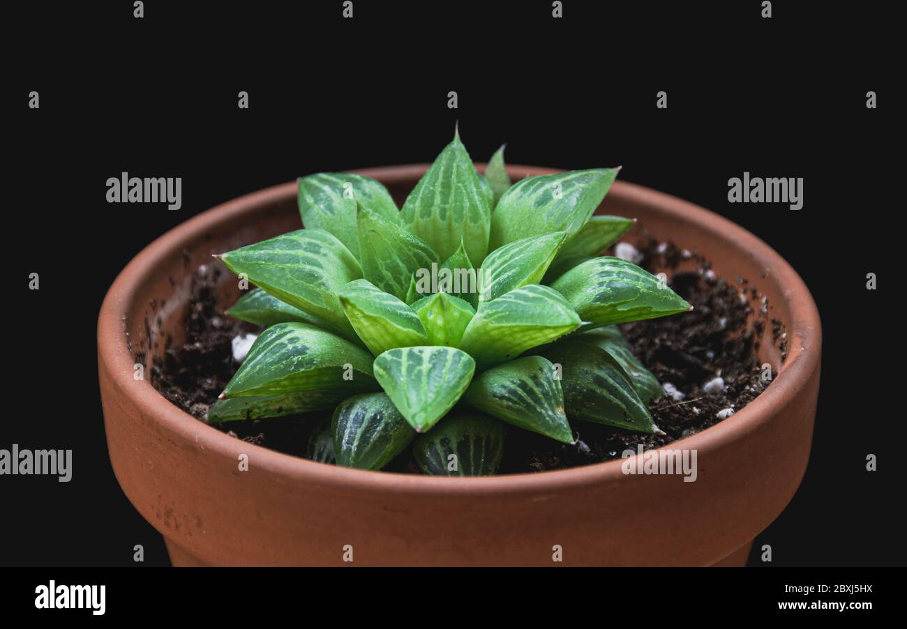 Nahaufnahme einer einzigartigen haworthia turgida saftige Zimmerpflanze in Terrakotta-Topf auf schwarzem Hintergrund. Gemustertes, attraktives Pflanzendetail. Stockfoto