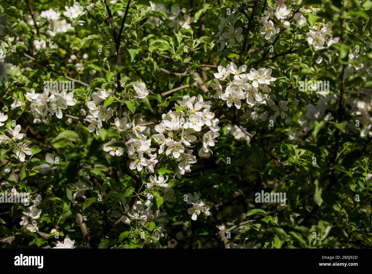 Toronto Ontario Outdoor Garten Apfelbaum bestäubt von Hummeln im Frühjahr Stockfoto