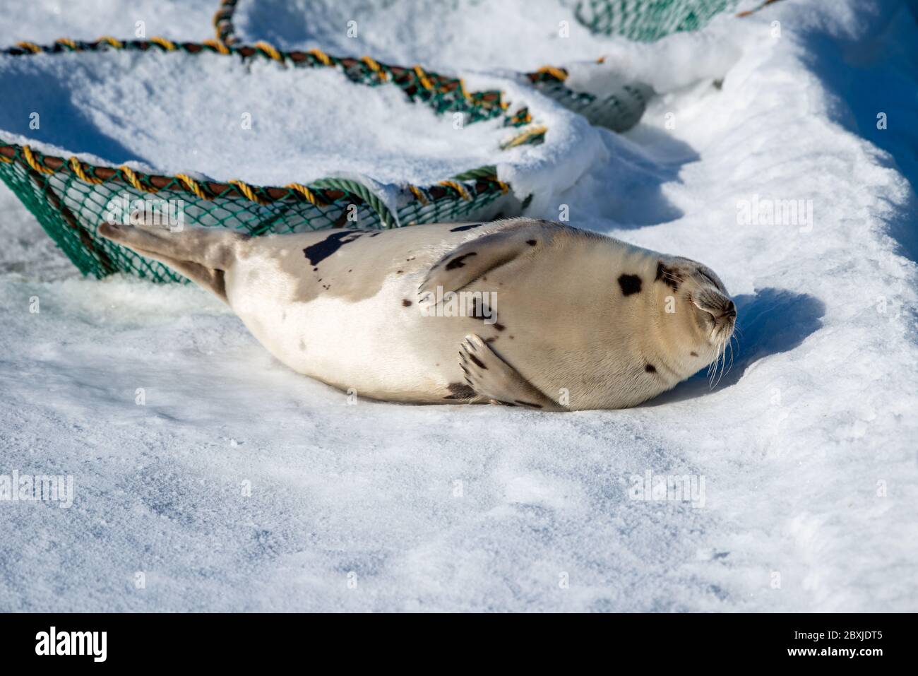 Nahaufnahme einer erwachsenen Harfenrobbe, die auf weißem Eis und Schnee neben einem Krabbentopf liegt. Das Tier hat graues Fell mit dunklen Flecken, dunklen Augen und langen Barthaaren. Stockfoto