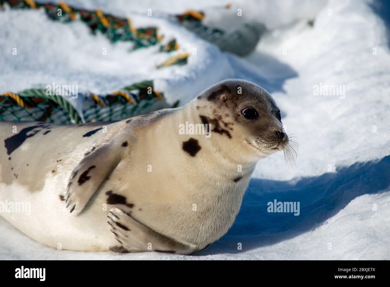Nahaufnahme einer erwachsenen Harfenrobbe, die auf weißem Eis und Schnee neben einem Krabbentopf liegt. Das Tier hat graues Fell mit dunklen Flecken, dunklen Augen und langen Barthaaren. Stockfoto