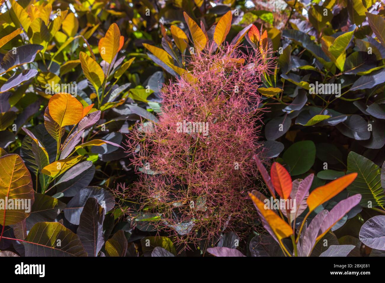 Blätter und Blüten eines Cotinus coggygya - Purple Smoke Bush im Frühjahr in einem Garten in Südengland, Großbritannien Stockfoto