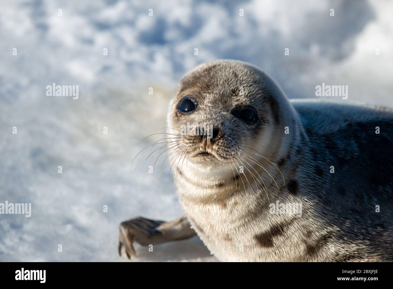 Eine große Harfenrobbe liegt auf einem frischen weißen Schneebett, das geradeaus blickt. Das Tier hat dunkelgraues Fell auf dem Rücken und der Bauch ist hell. Stockfoto