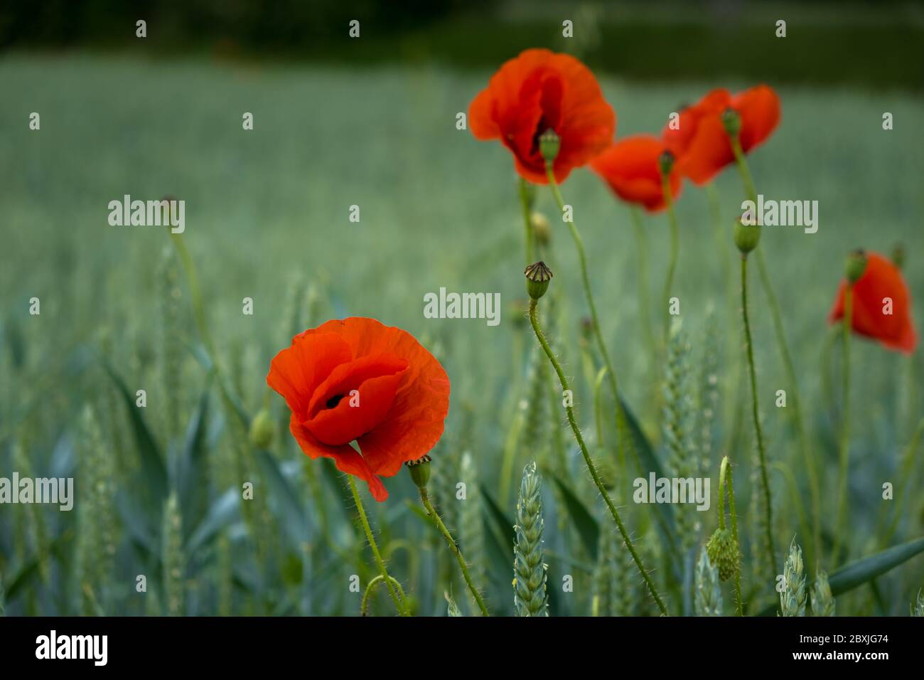 Einzelne rote Mohnblumen im Feld mit rotem und grünem Kontrast Stockfoto