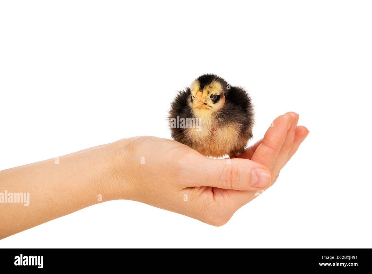 Gelb-schwarzes Huhn in der Handfläche Stockfoto