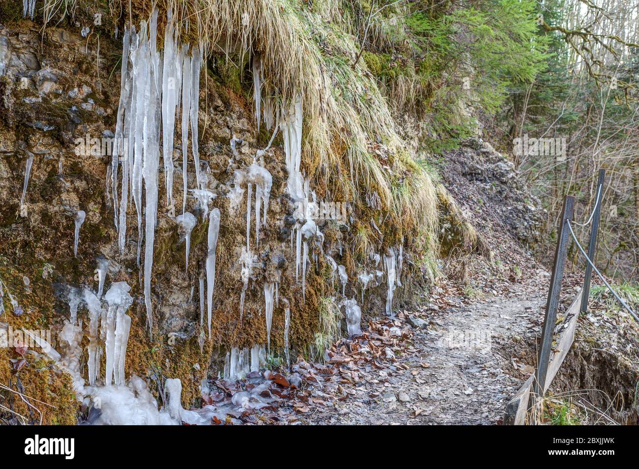 Im Frühjahr findet man noch die letzten Eiszapfen des letzten Winters an den schattigen Hängen der Wutachschlucht. Stockfoto