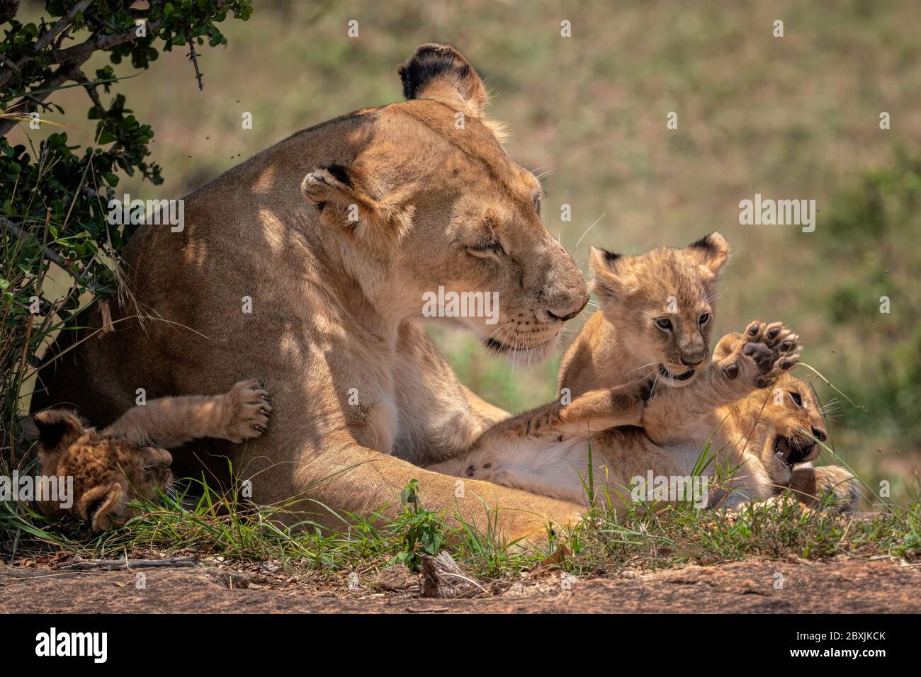 Mutter Löwin, die zärtlich auf ihre drei jungen Jungen schaut, während sie spielen. Aufnahme in der Masai Mara, Kenia. Stockfoto