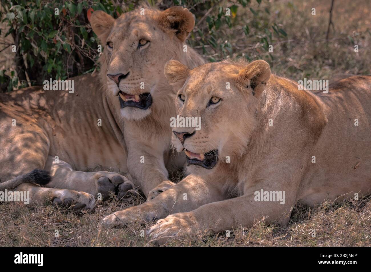 Nahaufnahme von zwei jungen Löwen mit ihren Mägen, die gerade erst zu wachsen beginnen. Aufnahme in der Masai Mara, Kenia. Stockfoto