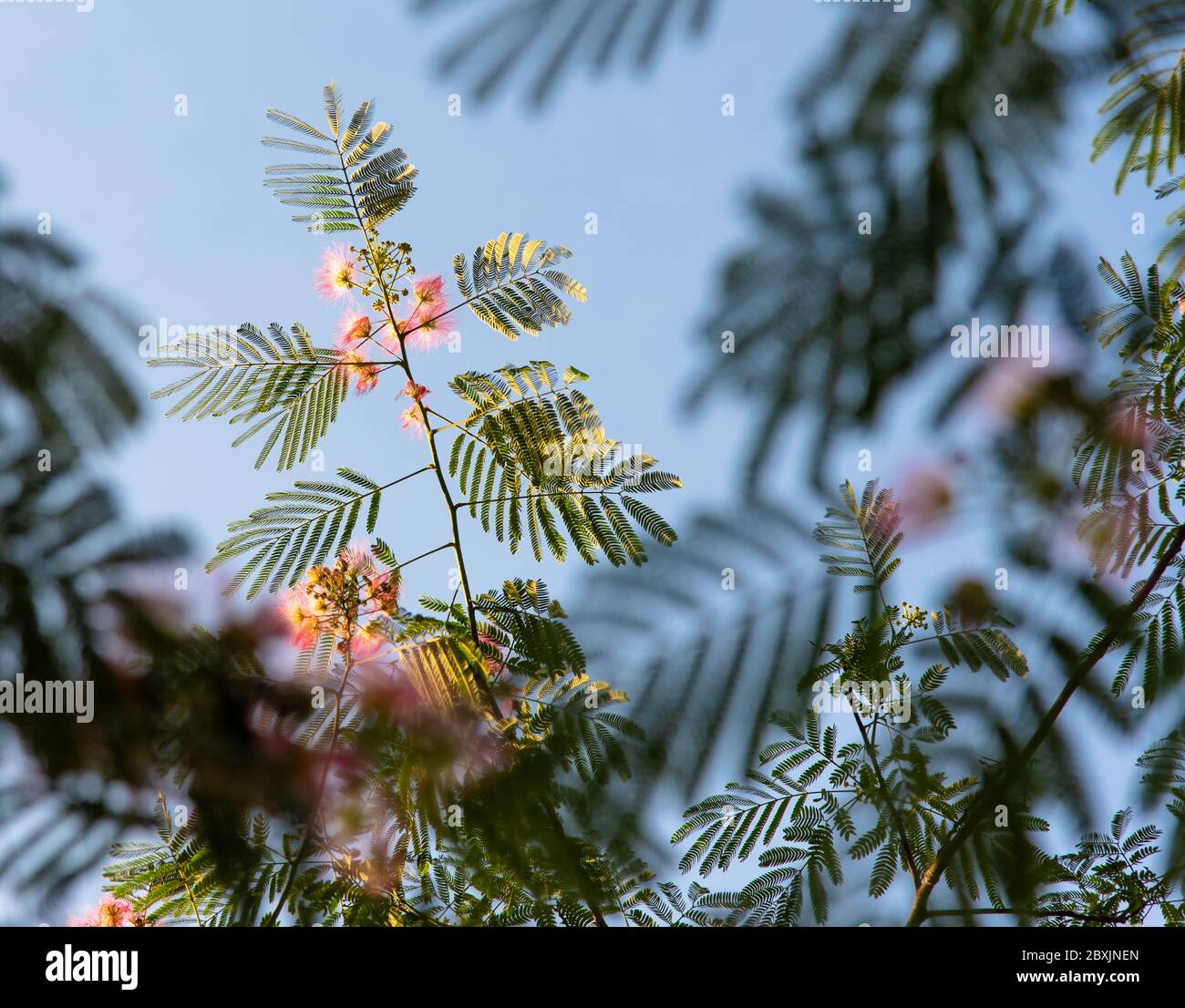 Rosa Puffball blüht auf Farn wie Zweige der Mimose Baum Stockfoto
