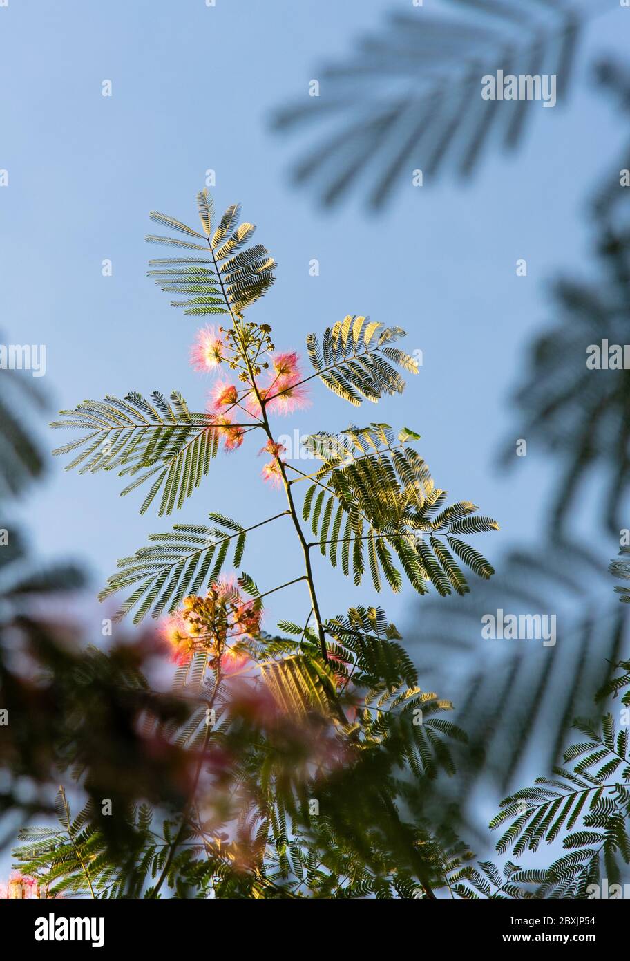 Rosa Puffball blüht auf Farn wie Zweige der Mimose Baum Stockfoto