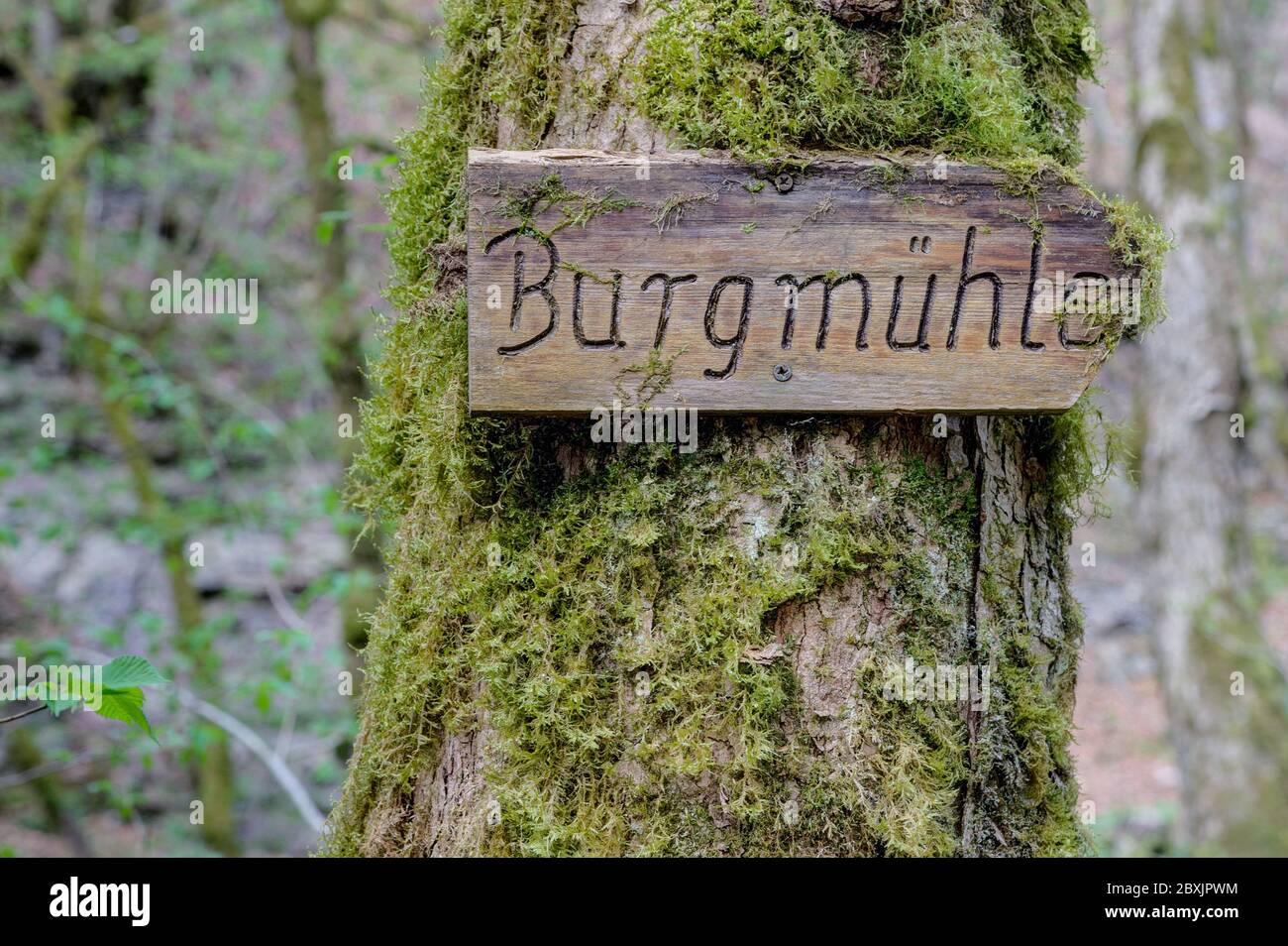 Wegweiser auf einem Baum mit der Aufschrift 'Burgmühle' Stockfoto