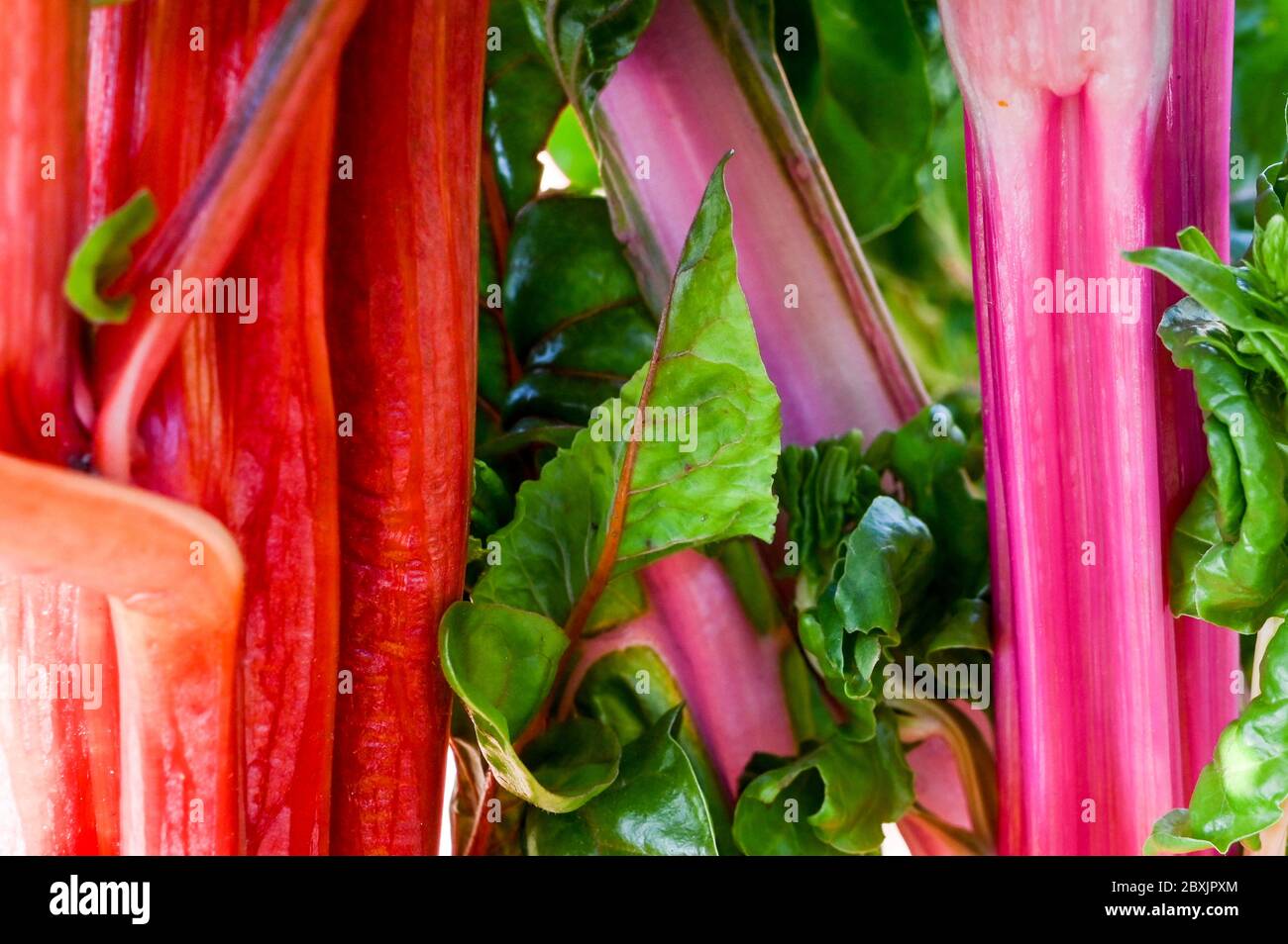 Leuchtend rosa und rote Stängel von wachsendem Mangold/ Regenbogen Mangold, beta vulgaris. Stockfoto