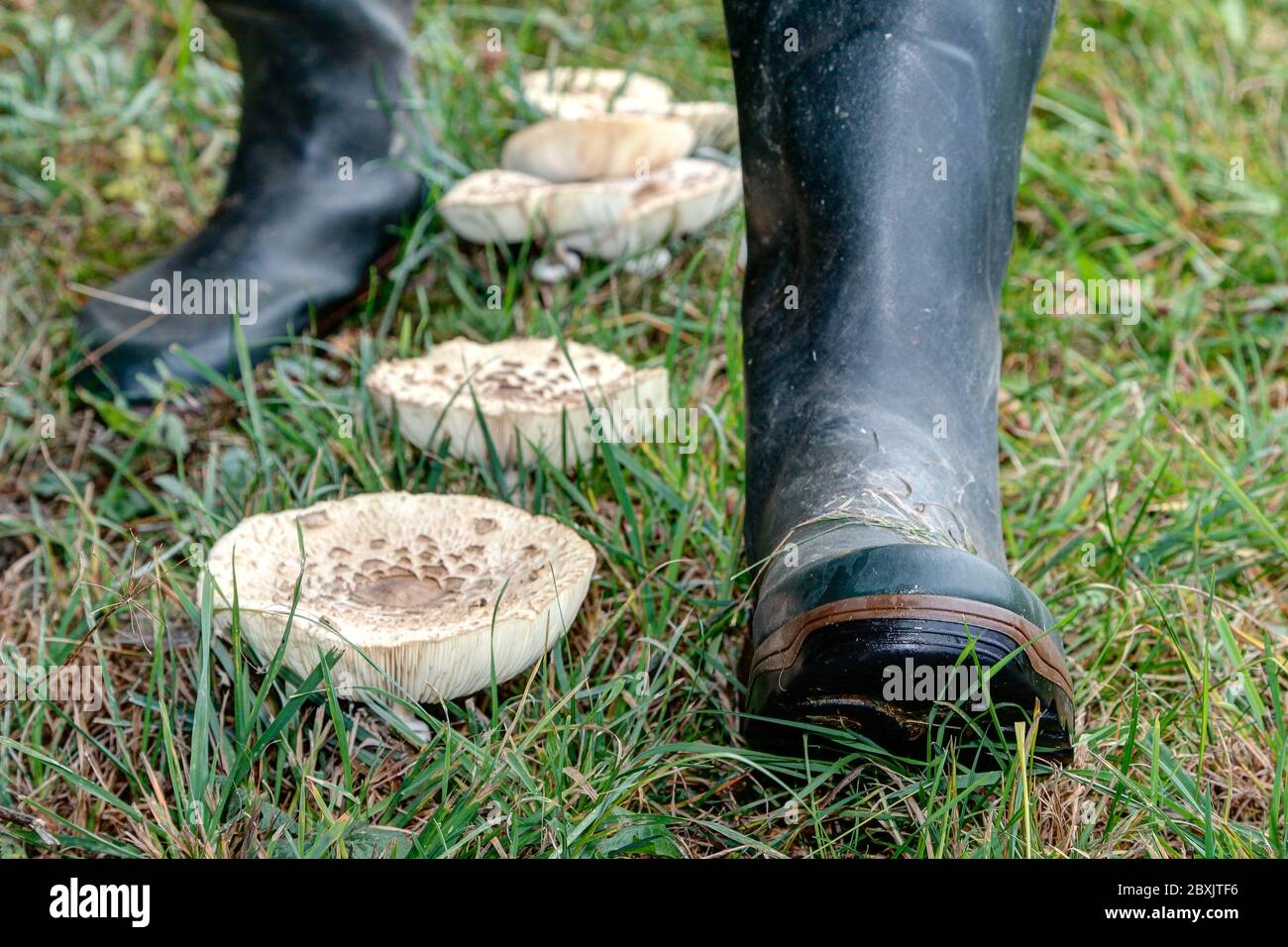 Die Gummistiefel des Pilzsammler. Stockfoto