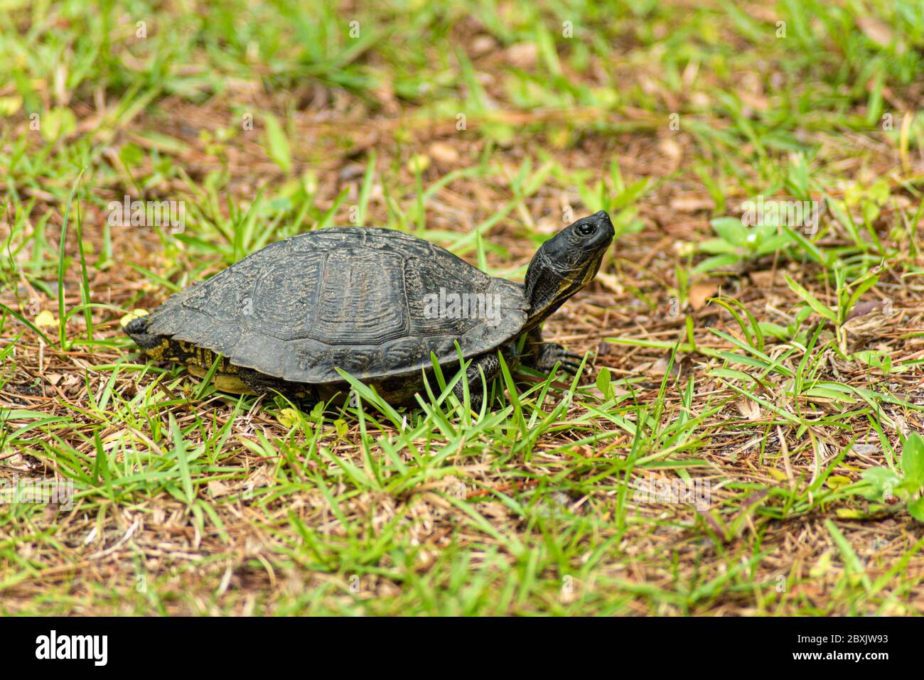 Yellow-bellied Slider Turtle Stockfoto