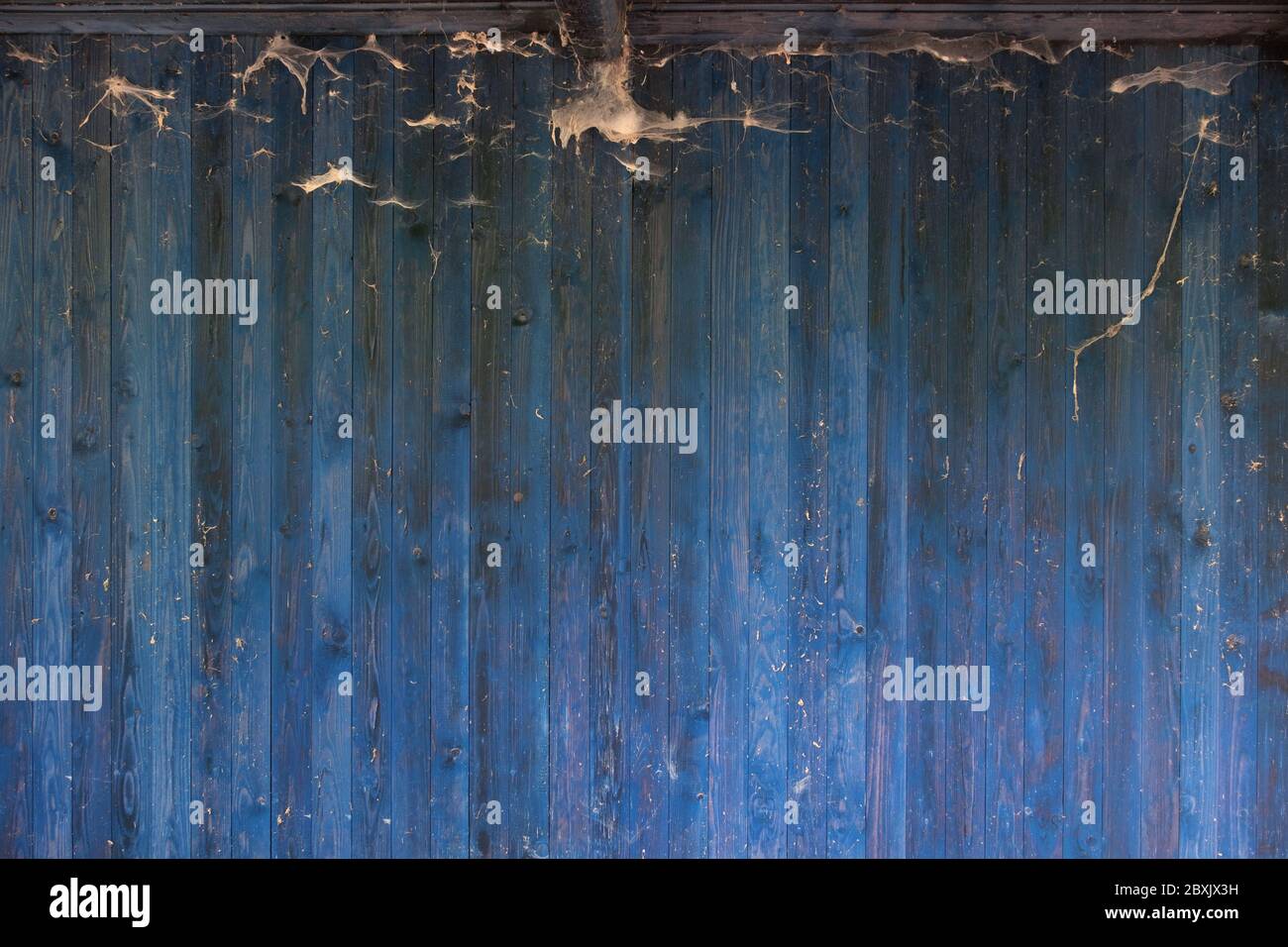 Struktur aus altem, blau lackiertem, verwittertem Holz. Holzwand mit rustikaler Holzmaserung und vielen schönen Spinnweben Stockfoto