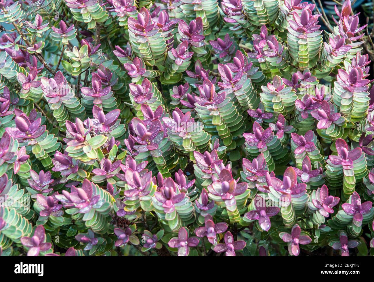 Hebe Red Edge zeigt neue rote Blätter im Frühjahr. Ein sich ausbreitender Strauch, der eine immergrüne Staude und frosthart ist. Stockfoto