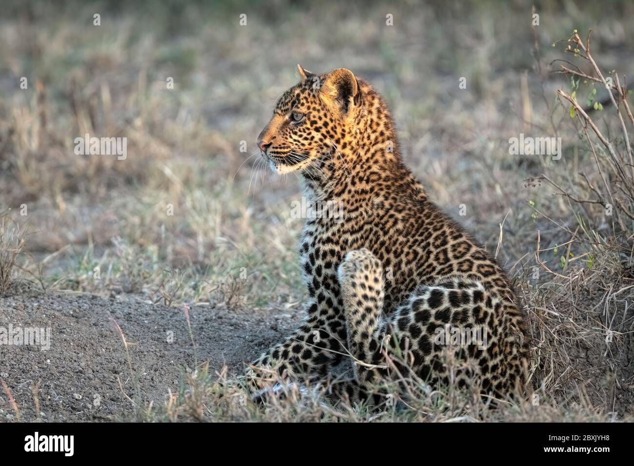 Ein Leopardenjunges (ca. 6 Monate alt, kratzt sich mit seiner Hinterpfote. Aufnahme in der Masai Mara, Kenia. Stockfoto