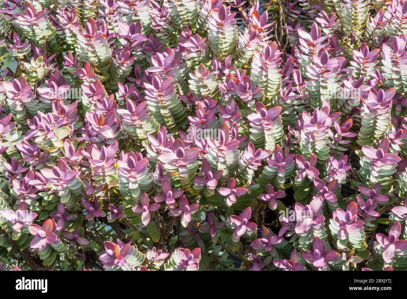Hebe Red Edge zeigt neue rote Blätter im Frühjahr. Ein sich ausbreitender Strauch, der eine immergrüne Staude und frosthart ist. Stockfoto