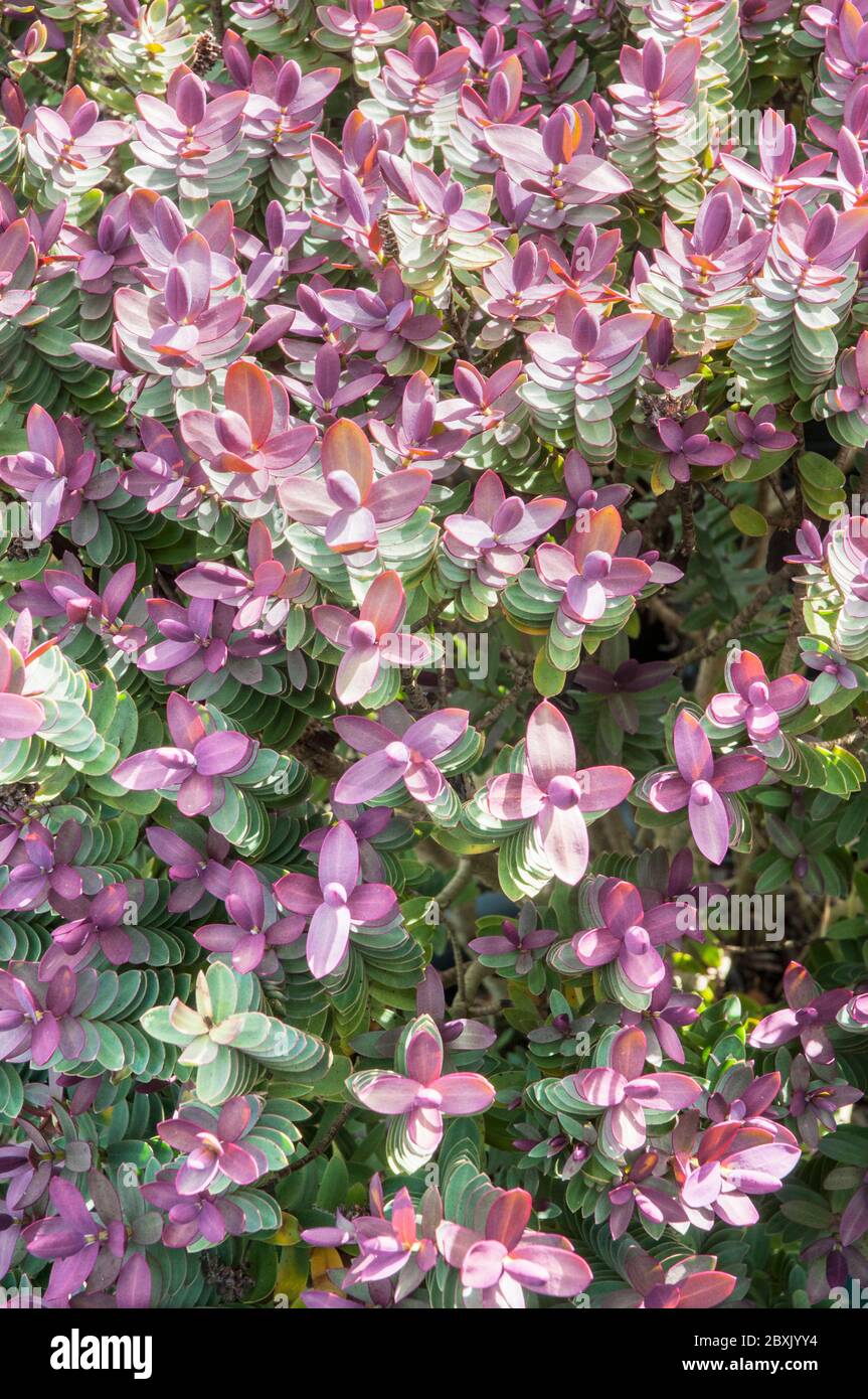 Hebe Red Edge zeigt neue rote Blätter im Frühjahr. Ein sich ausbreitender Strauch, der eine immergrüne Staude und frosthart ist. Stockfoto