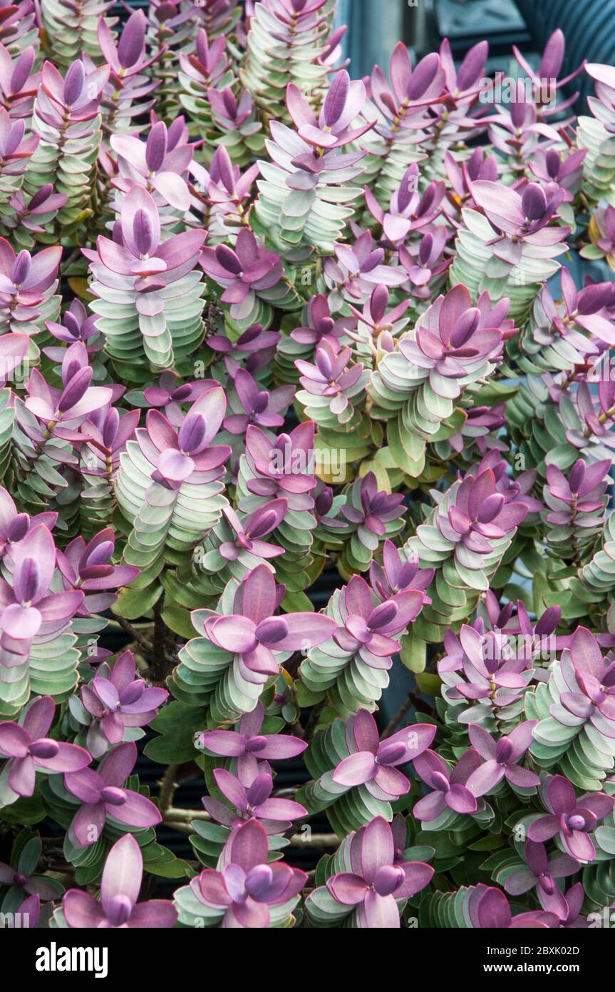 Hebe Red Edge zeigt neue rote Blätter im Frühjahr. Ein sich ausbreitender Strauch, der eine immergrüne Staude und frosthart ist. Stockfoto