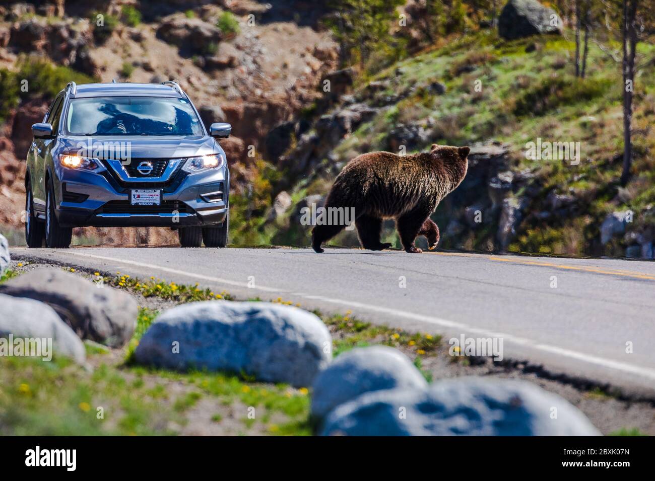 Grizzly Bär über die Straße, Yellowstone National Park, WY Stockfoto