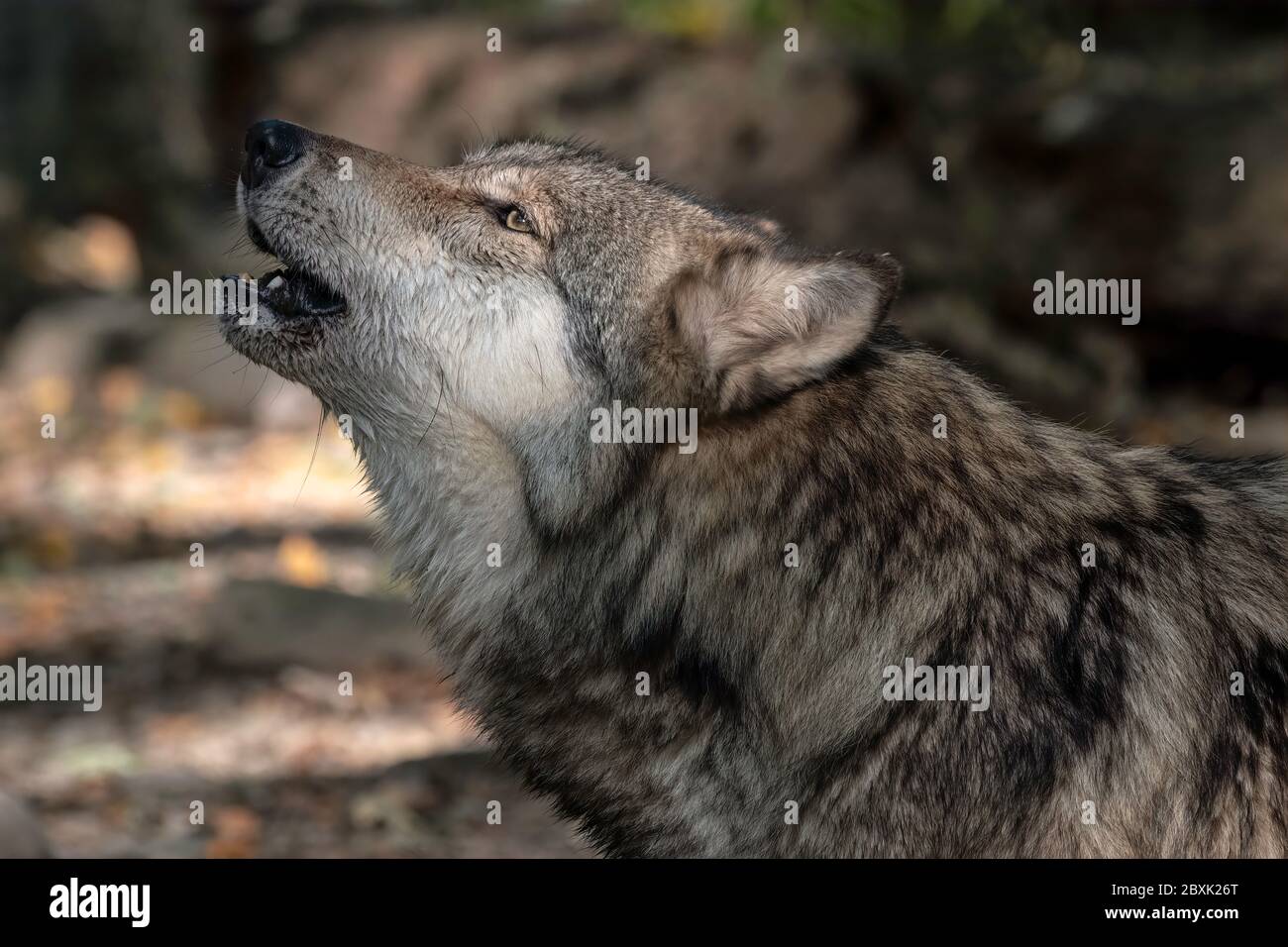 Ein heulender grauer Wolf (auch als Holzwolf bekannt) mit Herbstlaub im Hintergrund. Stockfoto