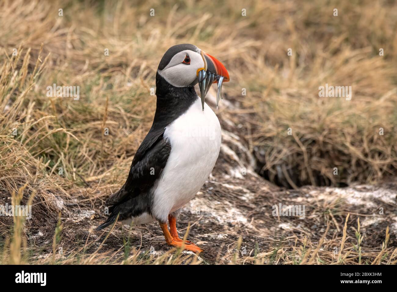 Nahaufnahme eines Papageitauchtauchtauchtauchtaucher mit einem Schluck Sandaalen. Stockfoto