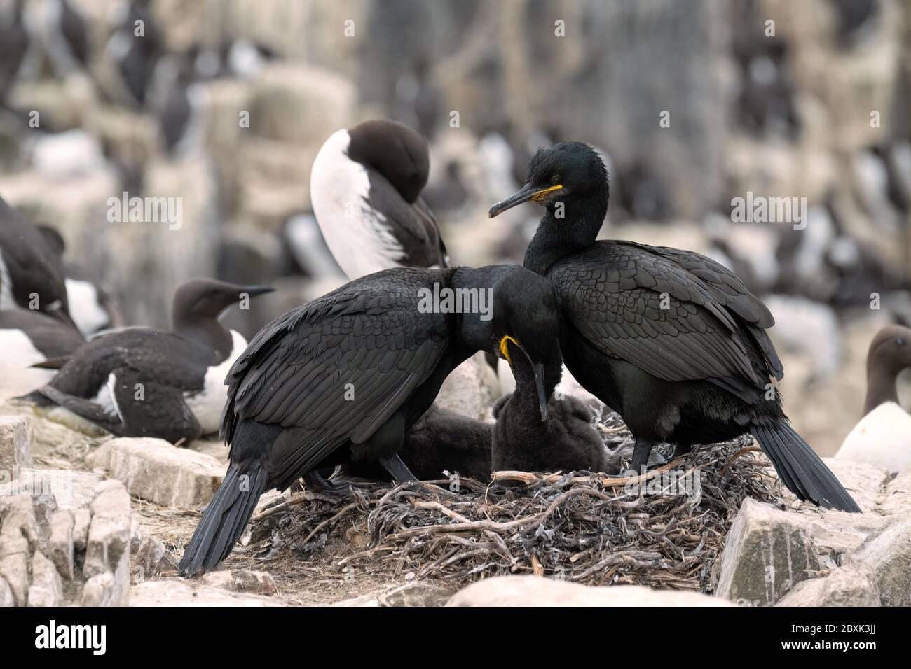 Ein Paar Europäische Happen oder Gemeine Hacke, die auf einem Nest sitzen und sich um ihre sehr jungen Küken kümmern. Aufnahme auf den Farne Islands, Großbritannien. Stockfoto