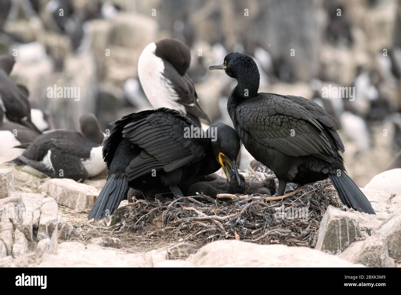Ein Paar Europäische Happen oder Gemeine Hacke, die auf einem Nest sitzen und sich um ihre sehr jungen Küken kümmern. Aufnahme auf den Farne Islands, Großbritannien. Stockfoto