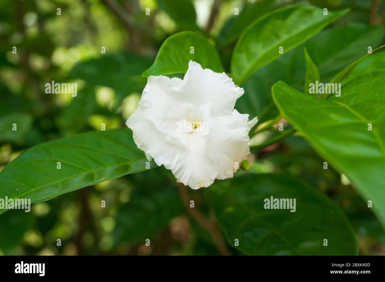 Reine weiße Jasminblüten, die normalerweise für historische Ereignisse wie Hochzeiten oder ähnliches verwendet werden Stockfoto