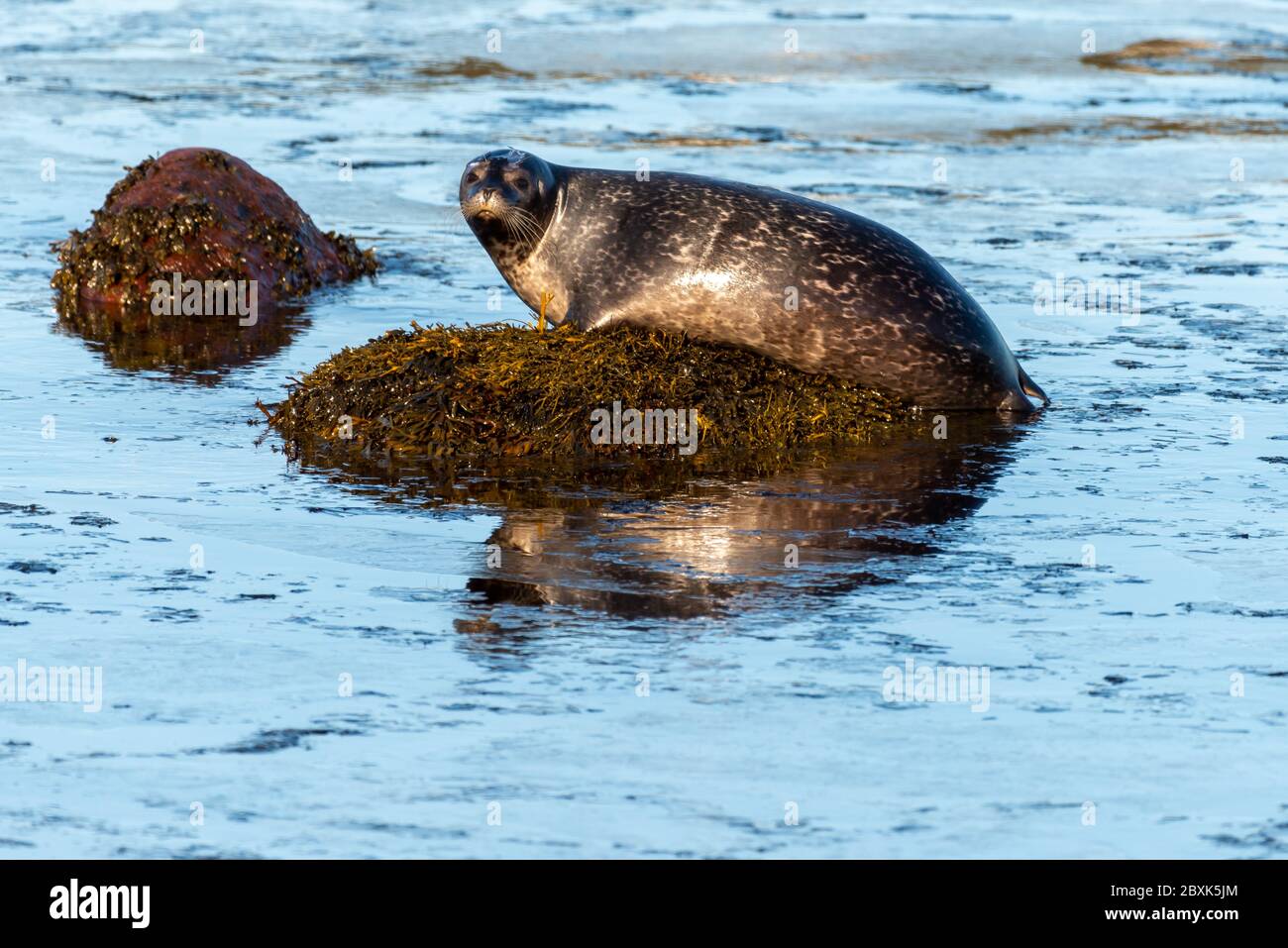 Eine große Hafenrobbe liegt auf einem Felsen, der mit Algen bedeckt ist und geradeaus blickt. Das Tier hat dunkelgraues Fell auf dem Rücken und der Bauch ist hell. Stockfoto