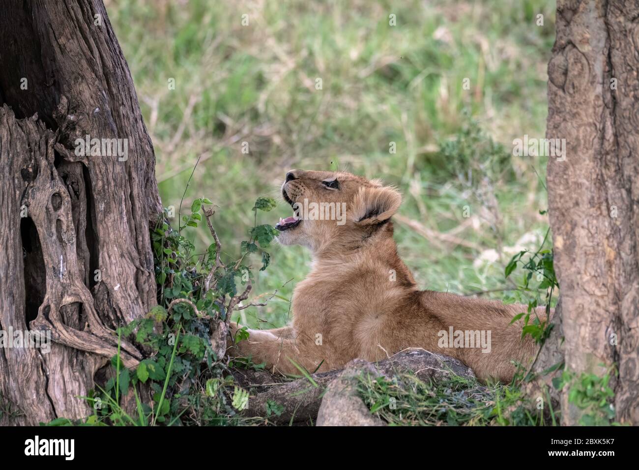 Bezauberndes junges Löwenjunge, das zwischen zwei Bäumen sitzt und aufschaut, während eine Fliege mit offenem Mund um den Kopf herum brummt. Stockfoto
