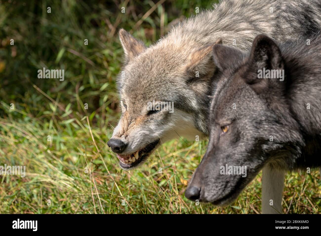 Nahaufnahme von zwei grauen Wölfen (Holzwölfen), einer mit grauem Fell, der andere mit schwarzem Fell. Der graue Wolf knarert auf den anderen, zeigt seine Zähne. Stockfoto