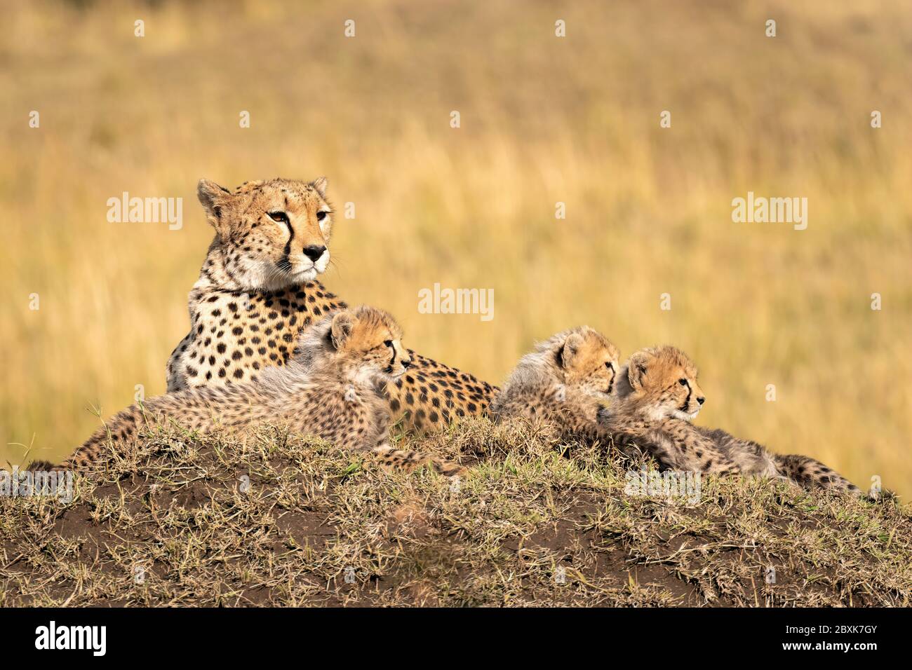 Mutter Gepard liegt auf einem großen Hügel umgeben von ihren kleinen Jungen. Aufnahme in der Maasai Mara, Kenia. Stockfoto