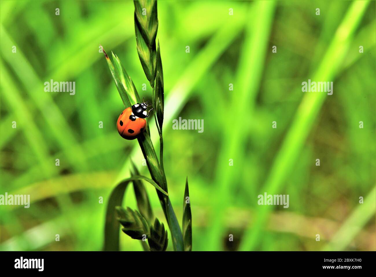Marienkäfer fliegen -Fotos und -Bildmaterial in hoher Auflösung – Alamy