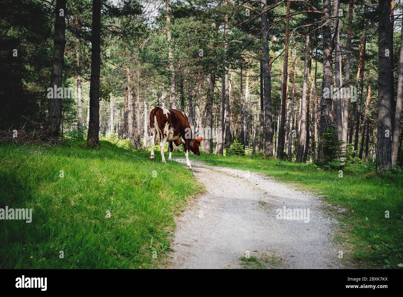 Kuhwandern auf dem Weg auf der Alm im sonnigen immergrünen Wald, Mieminger Plateau, Tirol, Österreich Stockfoto