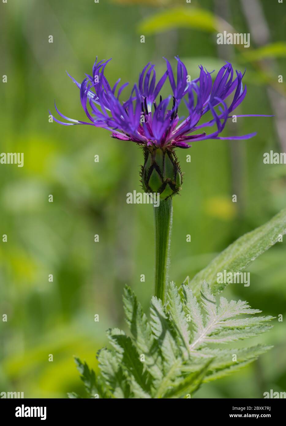 Isolierte Centaurea montana oder lila Berg Kornblume mit grünem Hintergrund Stockfoto