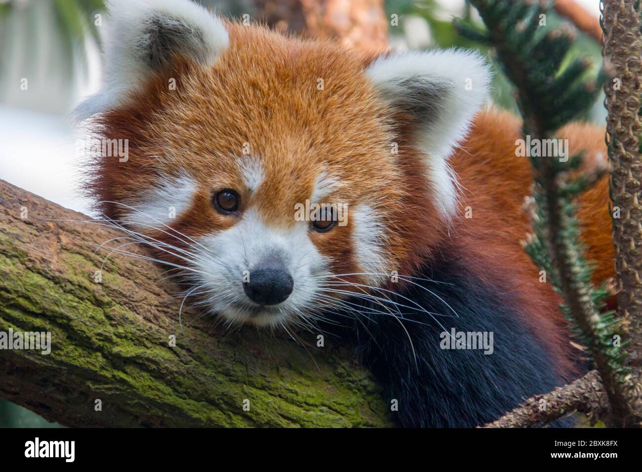 Ein roter Panda liegt auf dem Stamm. Es ist ein Säugetier, das im östlichen Himalaya und im Südwesten Chinas beheimatet ist. Stockfoto