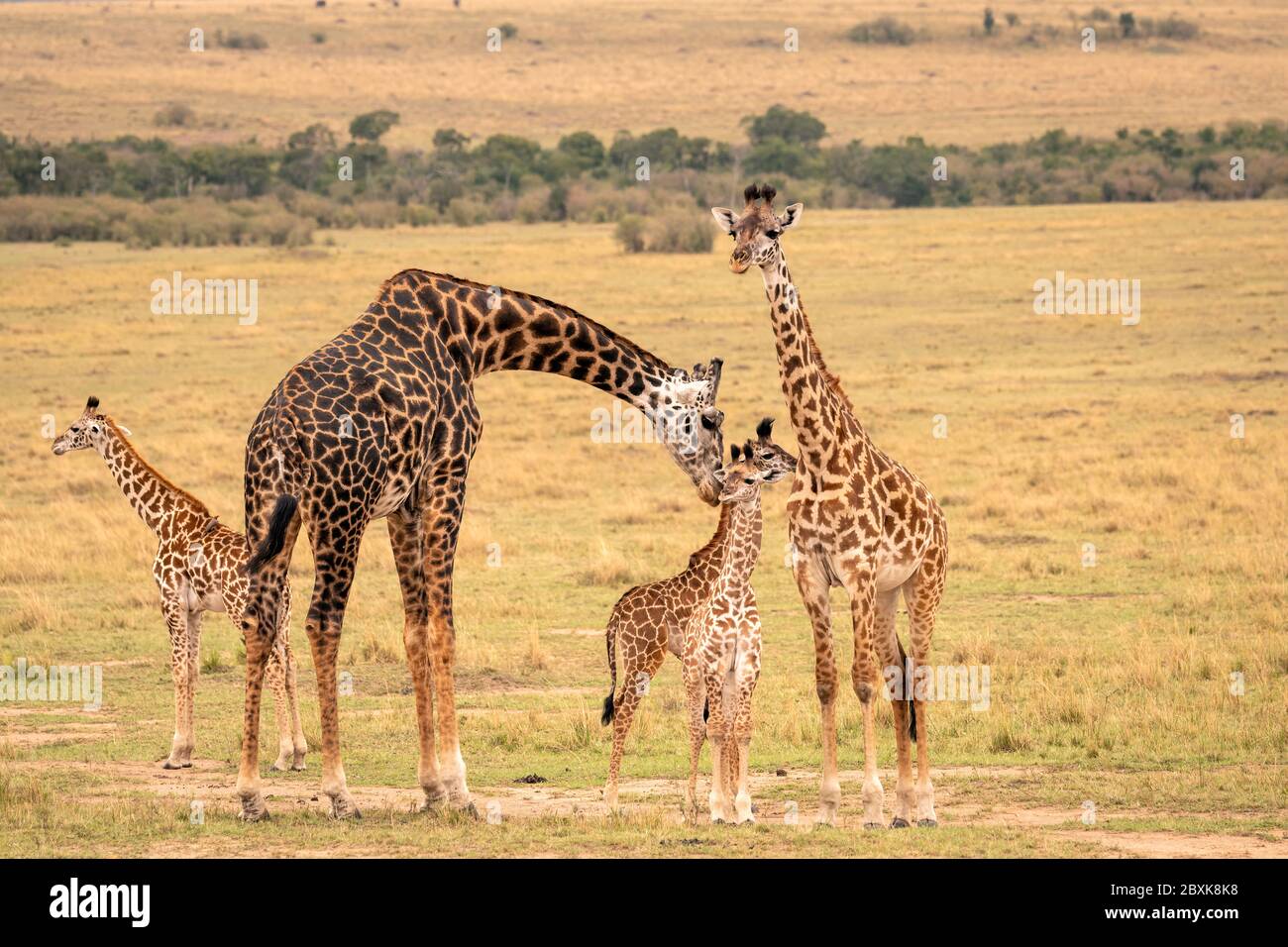 Eine Giraffenfamilie mit fünf Mitgliedern, darunter junge Kälber, die auf der Savanne stehen. Eine Mutter Giraffe beugt sich, um ihr Kalb zu pflegen. Stockfoto