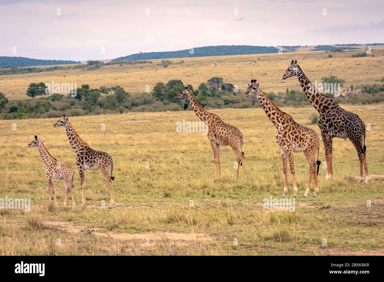 Eine Giraffenfamilie mit fünf Mitgliedern, darunter junge Kälber, die auf der Savanne stehen. Stockfoto